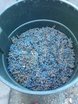 IMG00191-20091003-1257.jpg