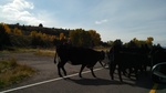 IMG_20131009_125845_685.jpg